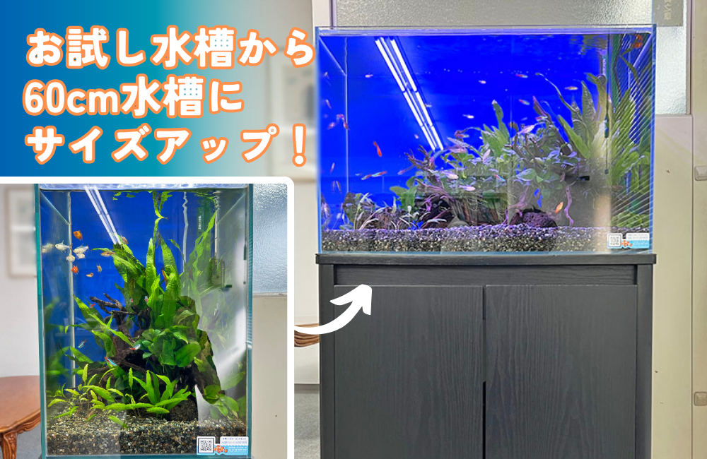 船橋市 オフィスを彩るアクアリウム｜お試し水槽からサイズアップ