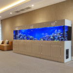 船橋市　ホテルフローラ船橋の3.5m大型サンゴ水槽！その1