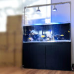 企業様の120cmサンゴ水槽！水槽レンタル事例 その後の様子水槽写真