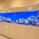 船橋市　ホテルフローラ船橋の3.5m大型サンゴ水槽！その後の様子水槽写真